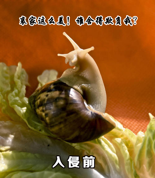 在突尼斯，随着人们转向更便宜的蛋白质，蜗牛逐渐取代了红肉