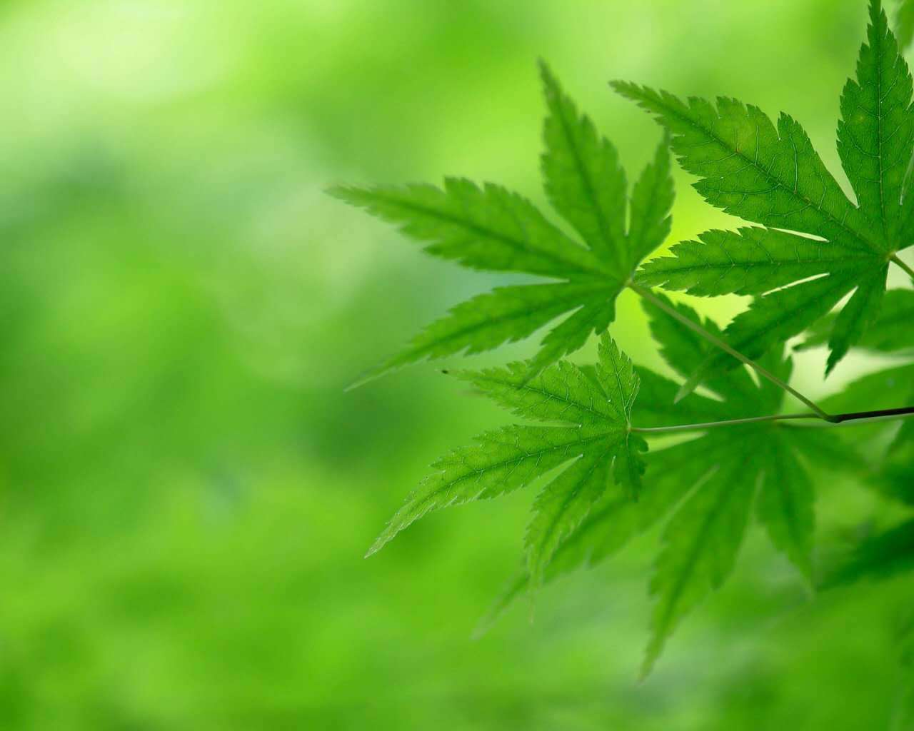 园艺专家在炎热的天气里让草保持绿色的简单技巧